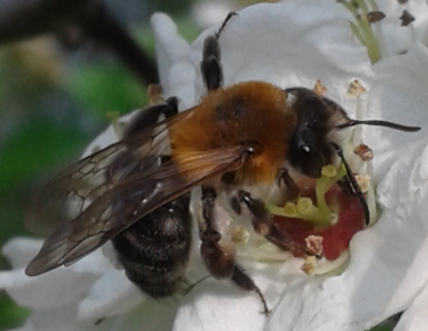 Apoidea : Andrena thoracica?